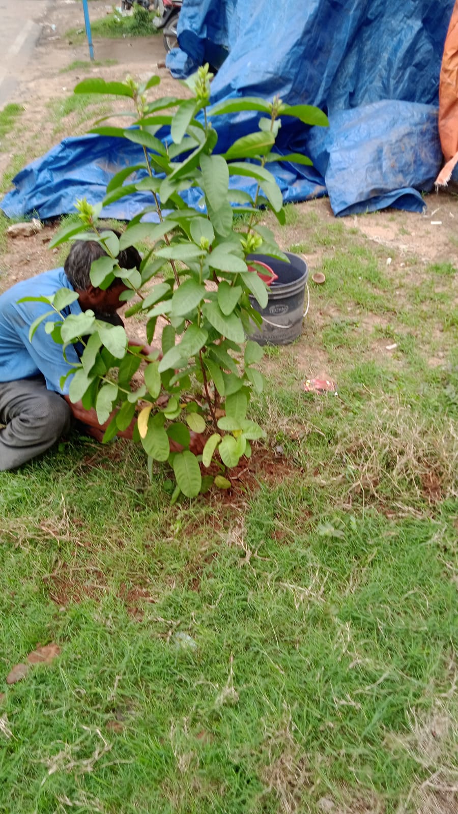 Read more about the article Tree Plantation